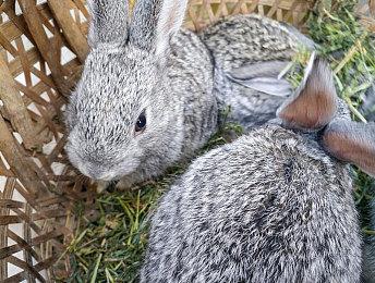 4060Ti显卡IGN 6分：性能同3060Ti相比提升不大